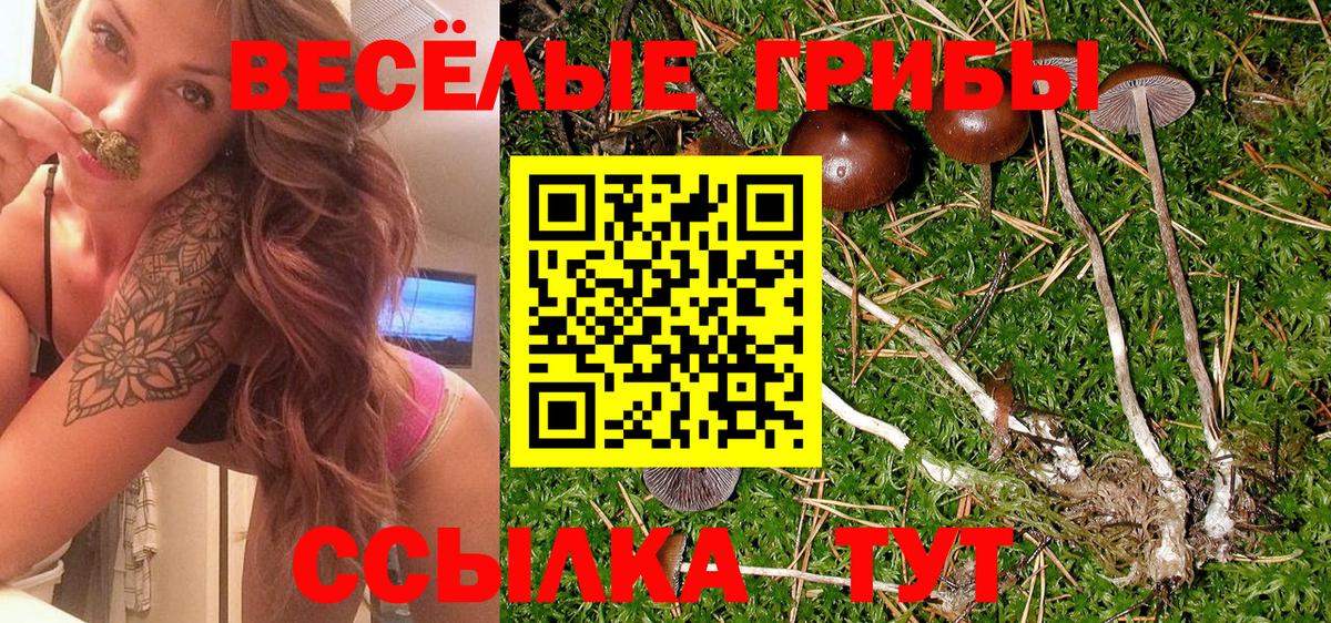 Псилоцибиновые грибы Cubensis  Галлюциногенные грибы Cubensis  Вход с VPN  Дивногорск 